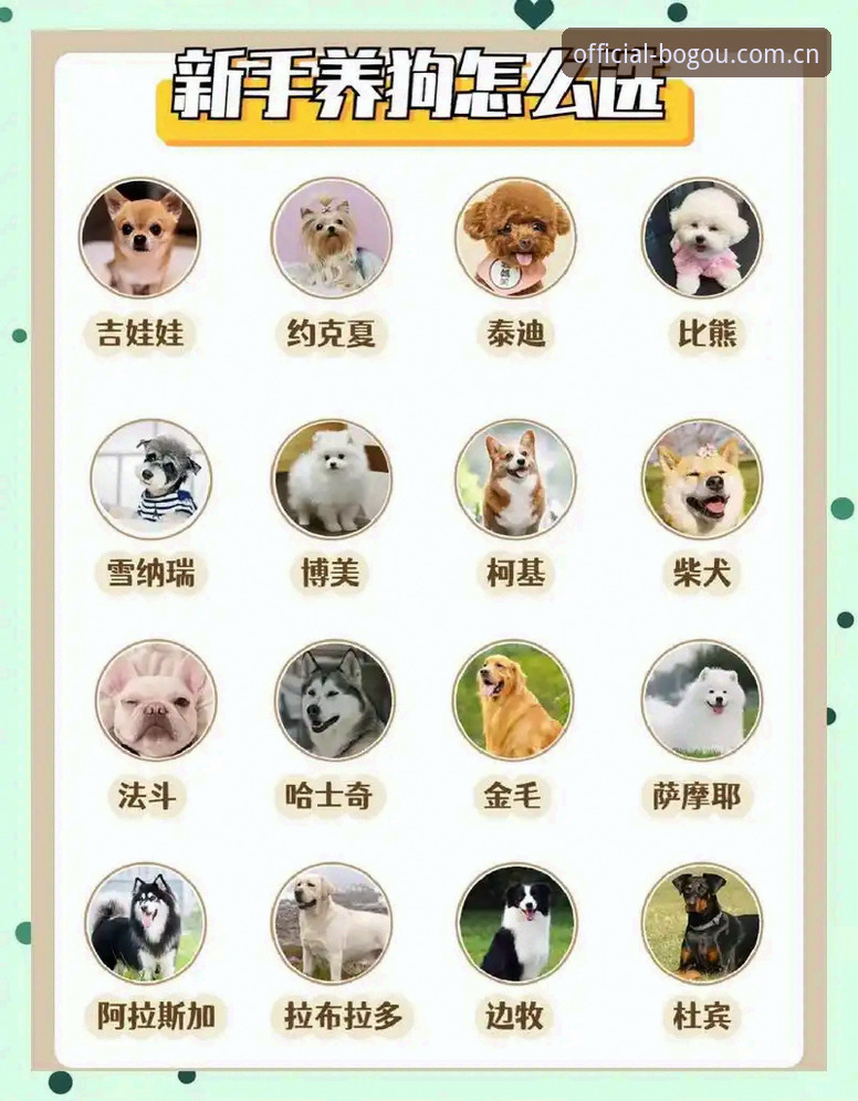 官网正版与第三方渠道对比：博狗平台官方App下载选择指南